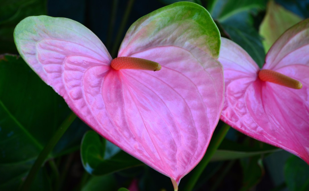 KAUAI HAWAII MARCH 2017 008